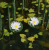 Плавающая декоративная фигура Gardena Лилия шелковая белая